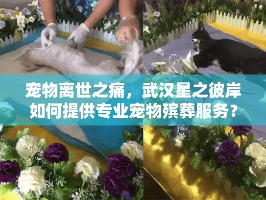 宠物离世之痛，武汉星之彼岸如何提供专业宠物殡葬服务？
