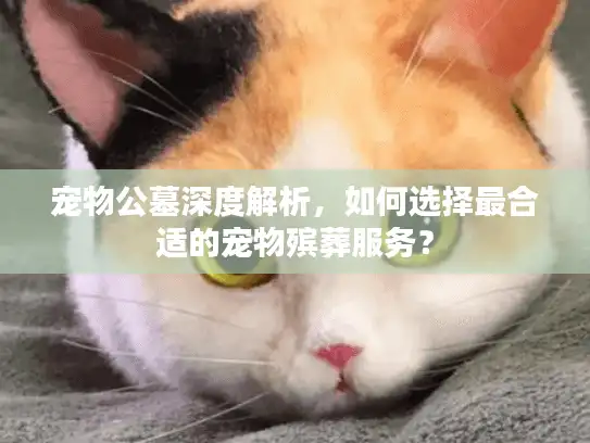宠物公墓深度解析，如何选择最合适的宠物殡葬服务？