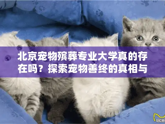 北京宠物殡葬专业大学真的存在吗？探索宠物善终的真相与服务选择