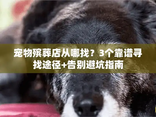 宠物殡葬店从哪找？3个靠谱寻找途径+告别避坑指南