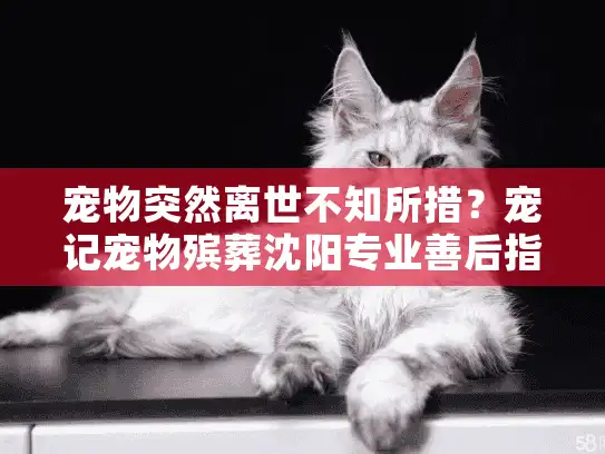 宠物突然离世不知所措？宠记宠物殡葬沈阳专业善后指南