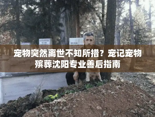 宠物突然离世不知所措？宠记宠物殡葬沈阳专业善后指南
