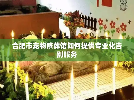 合肥市宠物殡葬馆如何提供专业化告别服务