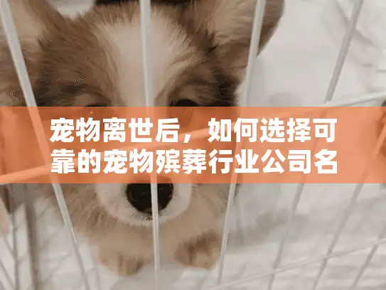 宠物离世后，如何选择可靠的宠物殡葬行业公司名字？