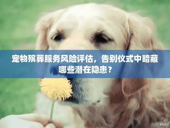 宠物殡葬服务风险评估，告别仪式中暗藏哪些潜在隐患？