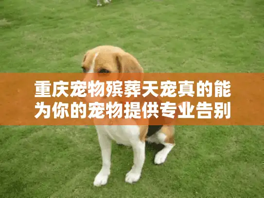 重庆宠物殡葬天宠真的能为你的宠物提供专业告别吗？