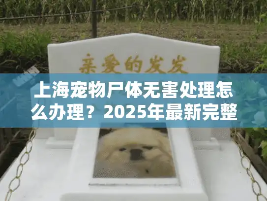 上海宠物尸体无害处理怎么办理？2025年最新完整指南