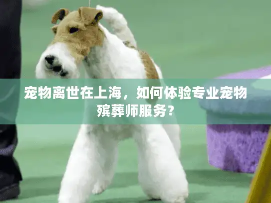 宠物离世在上海，如何体验专业宠物殡葬师服务？