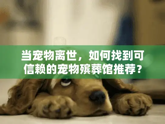 当宠物离世，如何找到可信赖的宠物殡葬馆推荐？