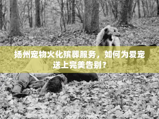 扬州宠物火化殡葬服务，如何为爱宠送上完美告别？