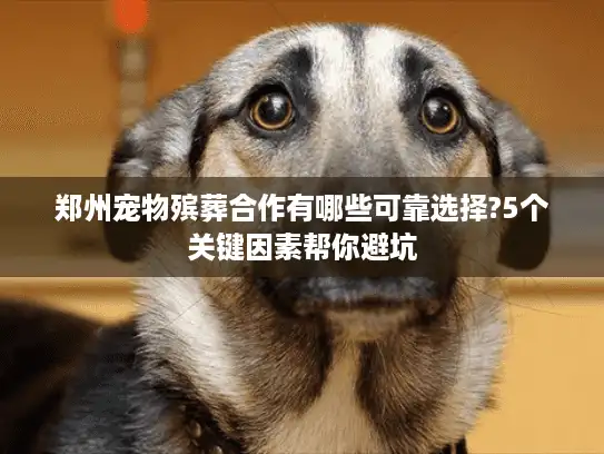郑州宠物殡葬合作有哪些可靠选择?5个关键因素帮你避坑