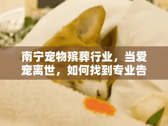南宁宠物殡葬行业，当爱宠离世，如何找到专业告别服务