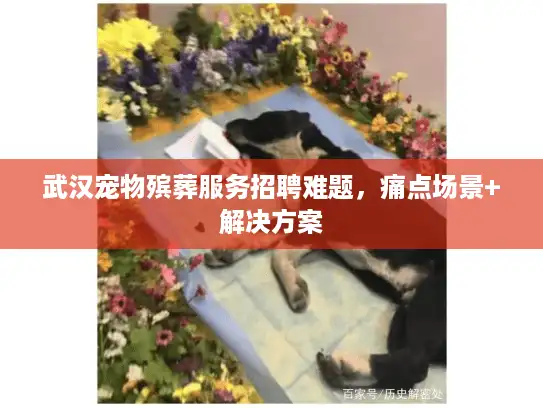 武汉宠物殡葬服务招聘难题，痛点场景+解决方案