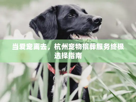 当爱宠离去，杭州宠物殡葬服务终极选择指南