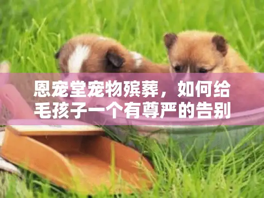 恩宠堂宠物殡葬，如何给毛孩子一个有尊严的告别?
