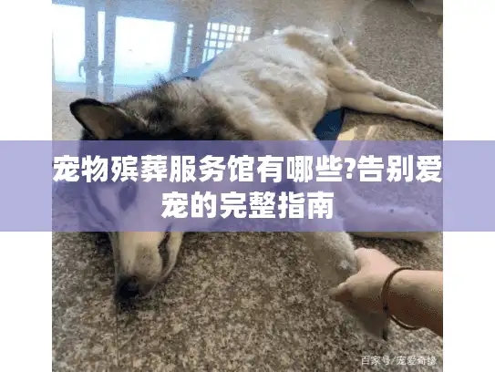 宠物殡葬服务馆有哪些?告别爱宠的完整指南