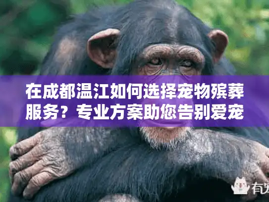 在成都温江如何选择宠物殡葬服务？专业方案助您告别爱宠