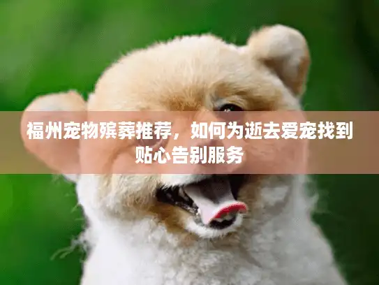 福州宠物殡葬推荐，如何为逝去爱宠找到贴心告别服务