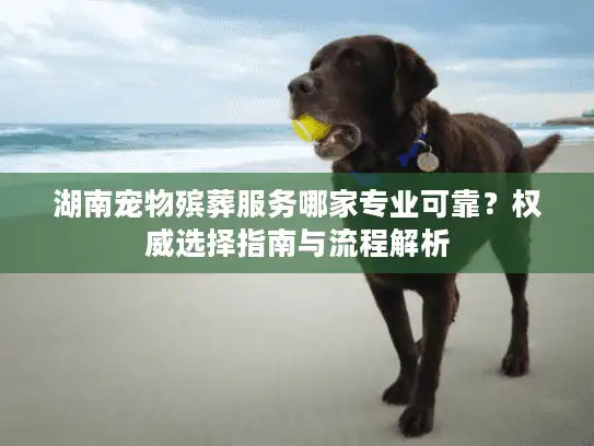 湖南宠物殡葬服务哪家专业可靠？权威选择指南与流程解析