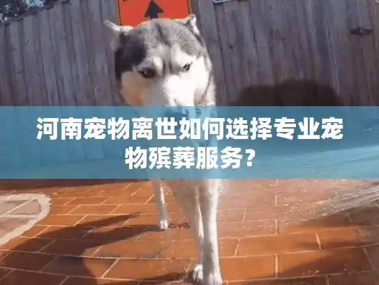 河南宠物离世如何选择专业宠物殡葬服务？