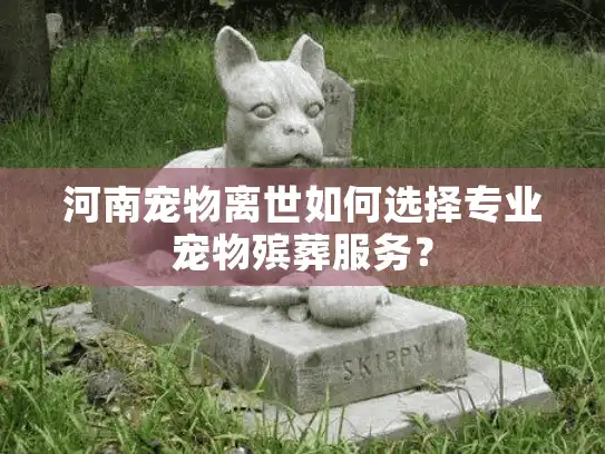 河南宠物离世如何选择专业宠物殡葬服务？
