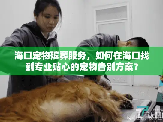 海口宠物殡葬服务，如何在海口找到专业贴心的宠物告别方案？