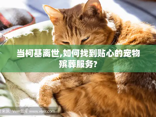 当柯基离世,如何找到贴心的宠物殡葬服务?