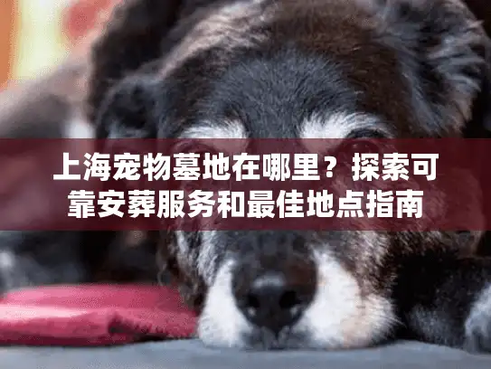 上海宠物墓地在哪里？探索可靠安葬服务和最佳地点指南