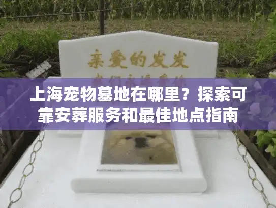 上海宠物墓地在哪里？探索可靠安葬服务和最佳地点指南