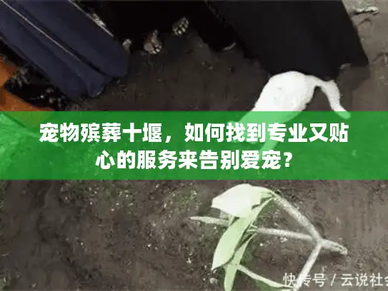 宠物殡葬十堰，如何找到专业又贴心的服务来告别爱宠？
