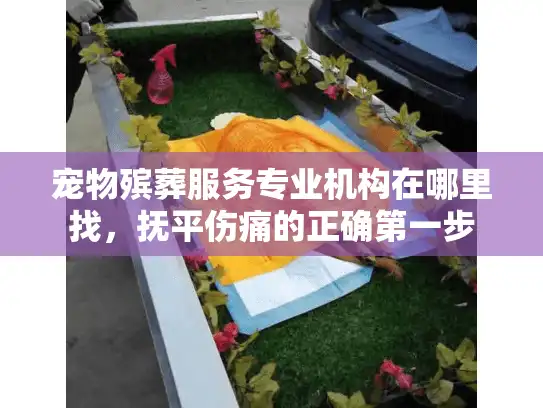 宠物殡葬服务专业机构在哪里找，抚平伤痛的正确第一步