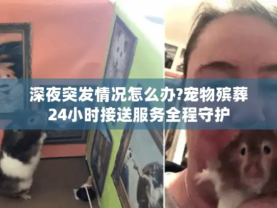 深夜突发情况怎么办?宠物殡葬24小时接送服务全程守护