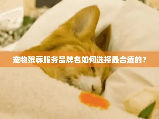 宠物殡葬服务品牌名如何选择最合适的？
