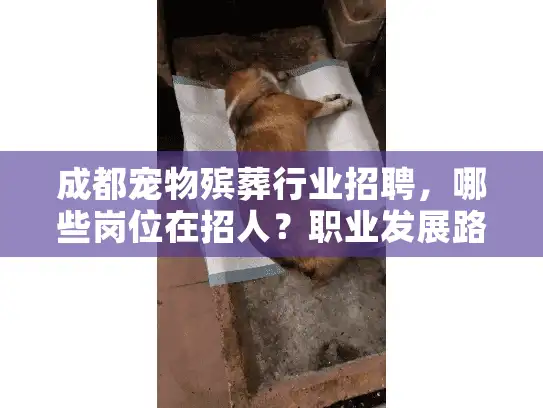 成都宠物殡葬行业招聘，哪些岗位在招人？职业发展路径解析