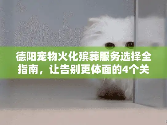 德阳宠物火化殡葬服务选择全指南，让告别更体面的4个关键点
