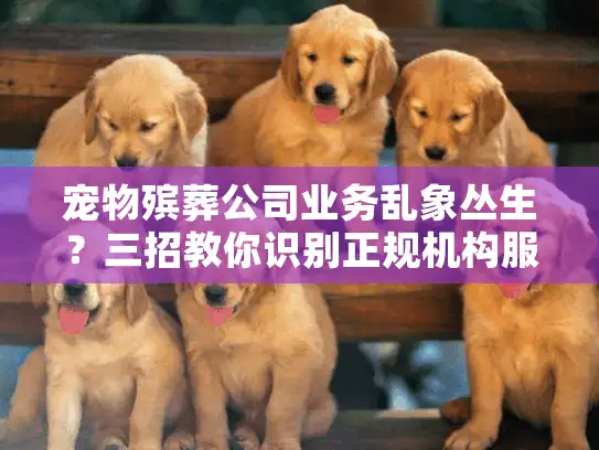 宠物殡葬公司业务乱象丛生？三招教你识别正规机构服务