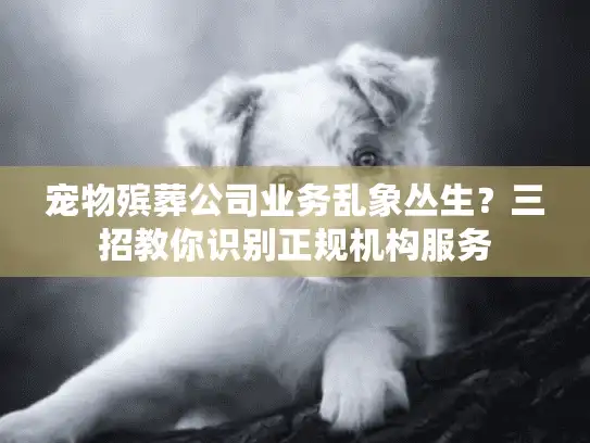 宠物殡葬公司业务乱象丛生？三招教你识别正规机构服务
