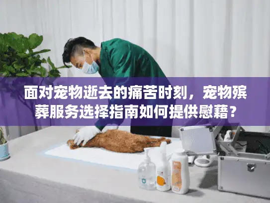 面对宠物逝去的痛苦时刻，宠物殡葬服务选择指南如何提供慰藉？