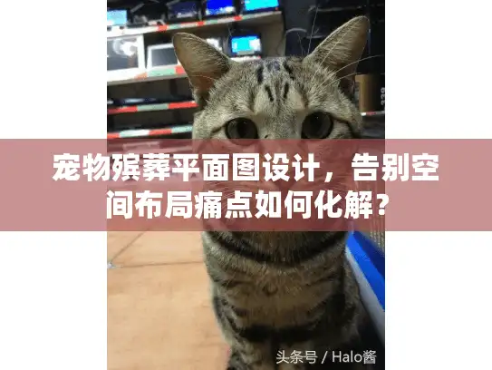 宠物殡葬平面图设计，告别空间布局痛点如何化解？