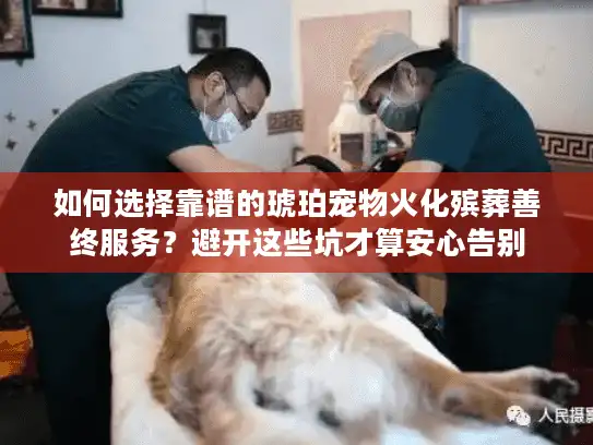 如何选择靠谱的琥珀宠物火化殡葬善终服务？避开这些坑才算安心告别