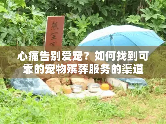 心痛告别爱宠？如何找到可靠的宠物殡葬服务的渠道