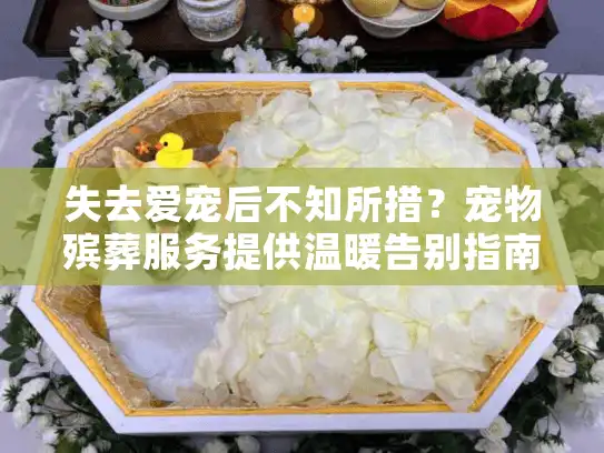 失去爱宠后不知所措？宠物殡葬服务提供温暖告别指南