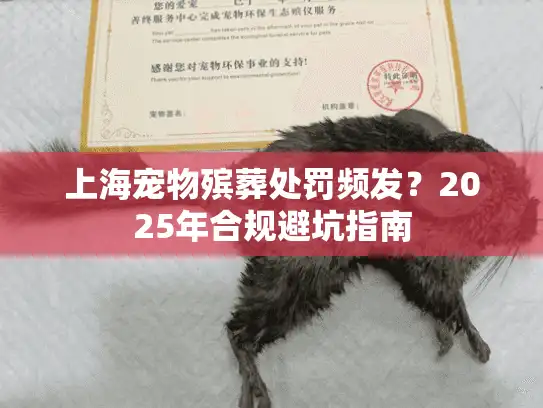 上海宠物殡葬处罚频发？2025年合规避坑指南