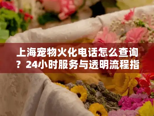 上海宠物火化电话怎么查询？24小时服务与透明流程指南