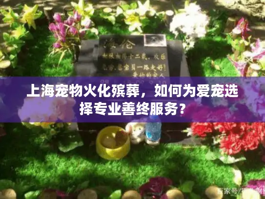 上海宠物火化殡葬，如何为爱宠选择专业善终服务？