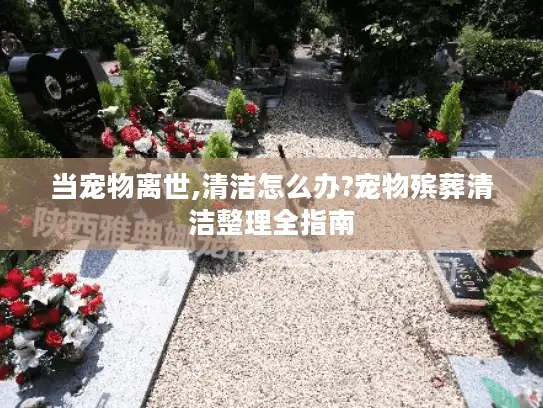 当宠物离世,清洁怎么办?宠物殡葬清洁整理全指南