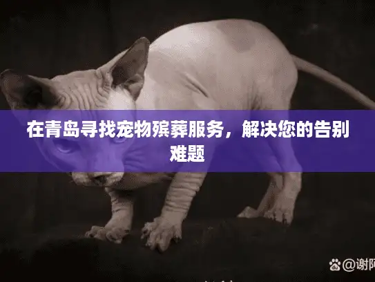 在青岛寻找宠物殡葬服务，解决您的告别难题