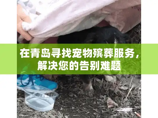 在青岛寻找宠物殡葬服务，解决您的告别难题