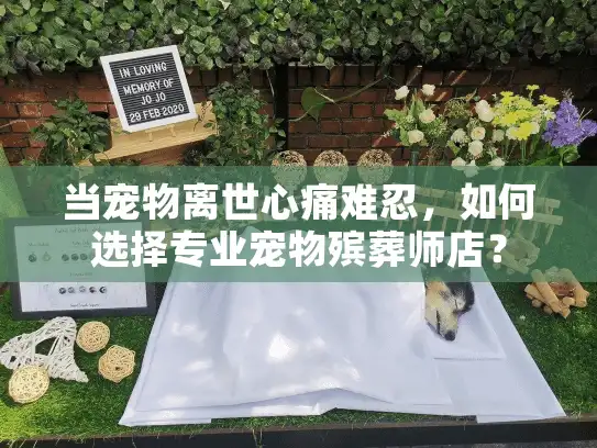 当宠物离世心痛难忍，如何选择专业宠物殡葬师店？