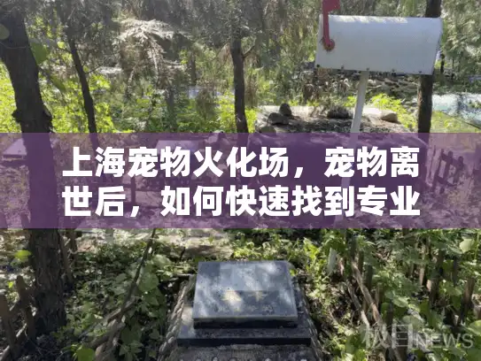 上海宠物火化场，宠物离世后，如何快速找到专业服务？